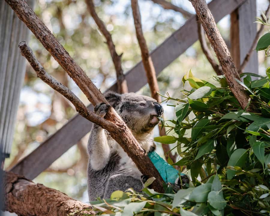 Port Stephens: Koala Sanctuary General Admission Ticket - Why this sanctuary feels different from a standard animal visit