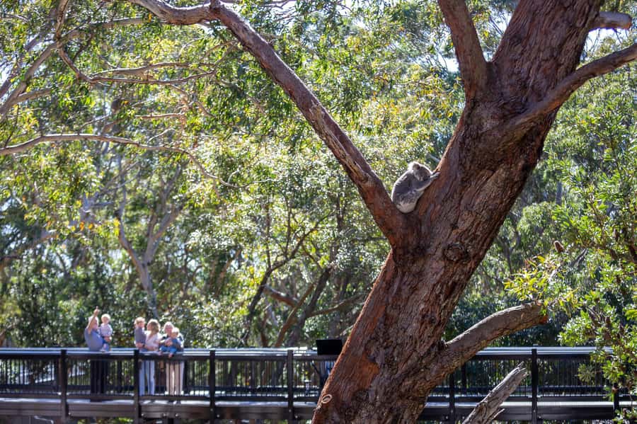 Port Stephens: Koala Sanctuary General Admission Ticket - Start with the Sanctuary Story Walk