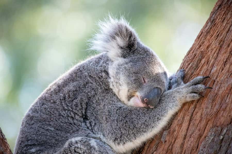 Port Stephens: Koala Sanctuary General Admission Ticket - Look through the Koala Hospital window