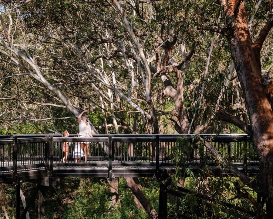 Port Stephens: Koala Sanctuary General Admission Ticket - Take the 225-metre SKYwalk into the trees