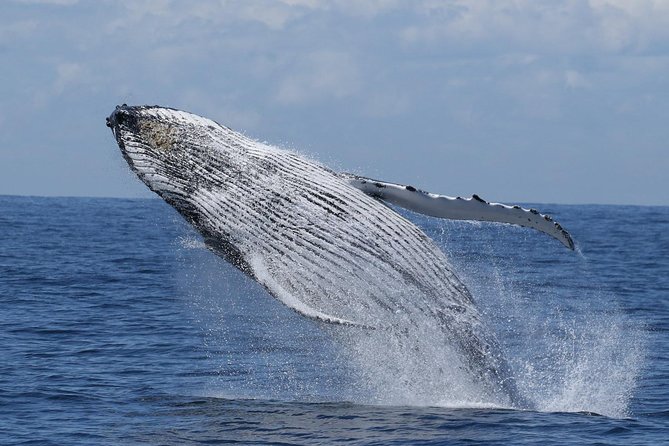Port Stephens: Whale Watching Cruise - Key points to know before you sail