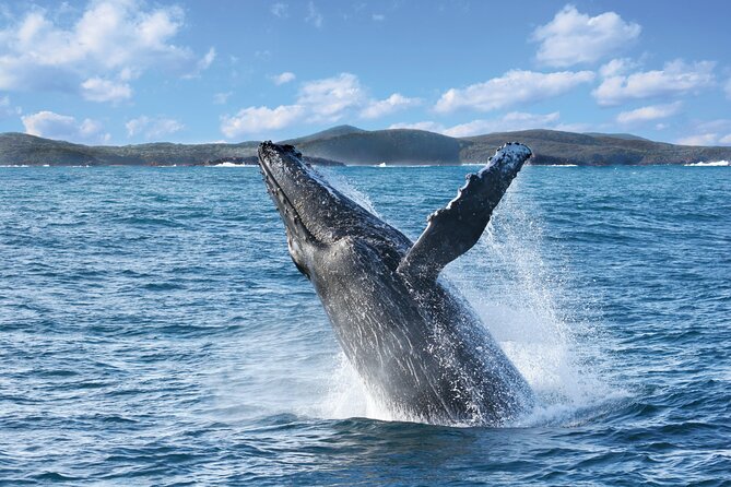 Port Stephens: Whale Watching Cruise - Choosing between the 10am, 11am, and 1:30pm departures