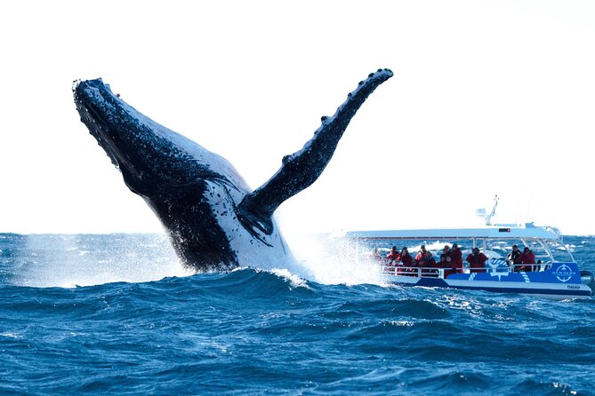 Premier Whale Watching Byron Bay - Key points to know before you book