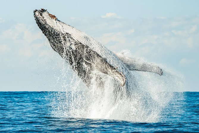 Premier Whale Watching Byron Bay - Ballina’s Richmond River is the real starting point