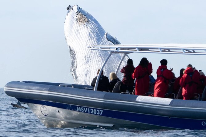 Premier Whale Watching Byron Bay - What you might see besides humpbacks