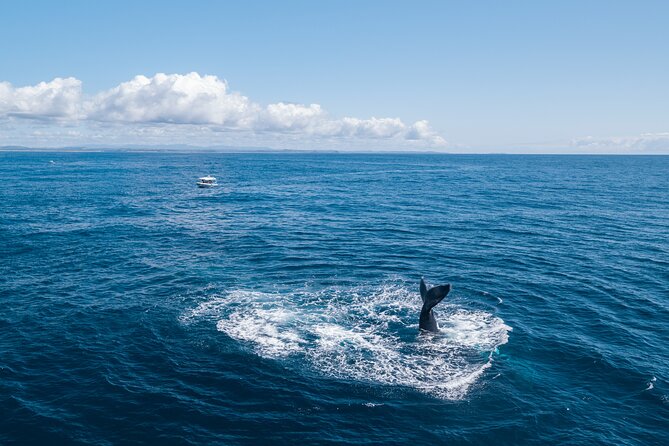 Premier Whale Watching Byron Bay - Hearing whale song with an underwater hydrophone