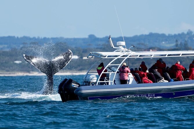 Premier Whale Watching Byron Bay - Two and a half hours on the clock