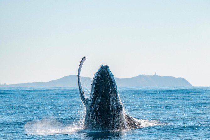 Premier Whale Watching Byron Bay - Sea conditions, comfort, and who should go