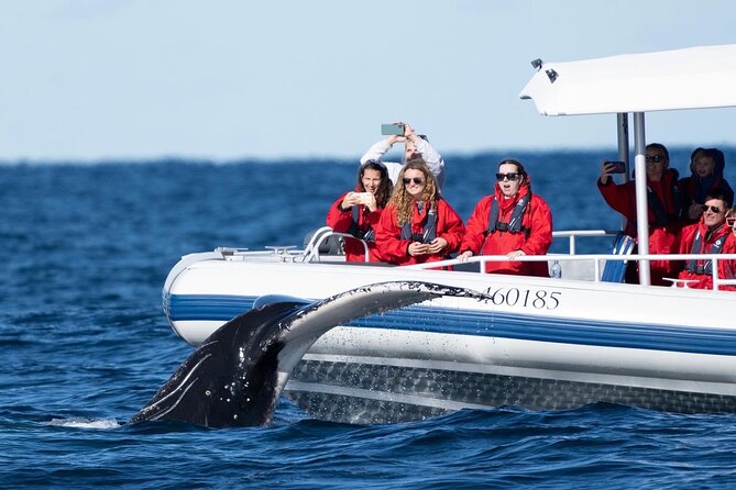 Premier Whale Watching Byron Bay - The value of $92.52 per person