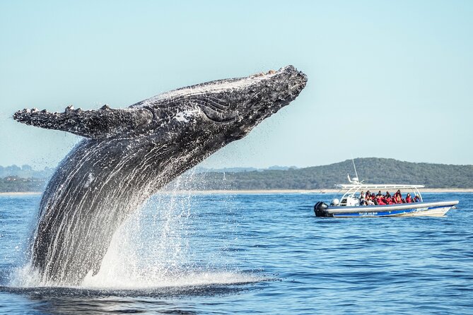 Premier Whale Watching Byron Bay - From the river to Cape Byron Marine Park