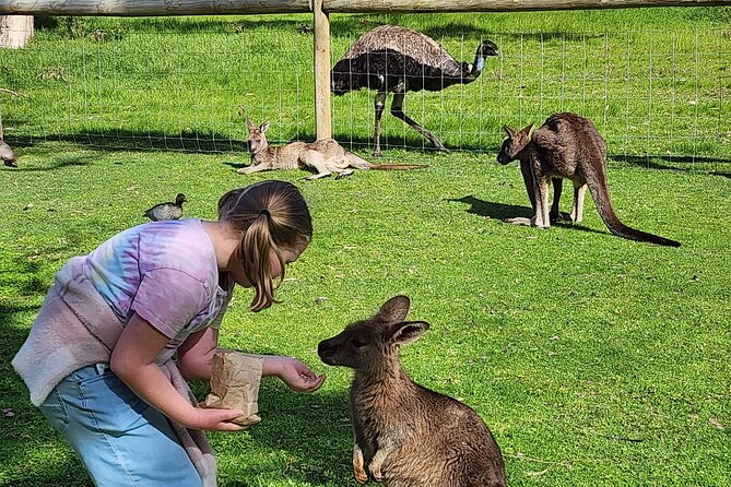 Premium Adelaide Hills Cleland Wildlife and Hahndorf Minibus Tour - Two hours with Australian animals at Cleland