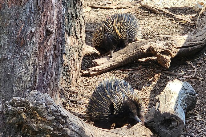 Premium Adelaide Hills Cleland Wildlife and Hahndorf Minibus Tour - The drive home and hotel drop-off
