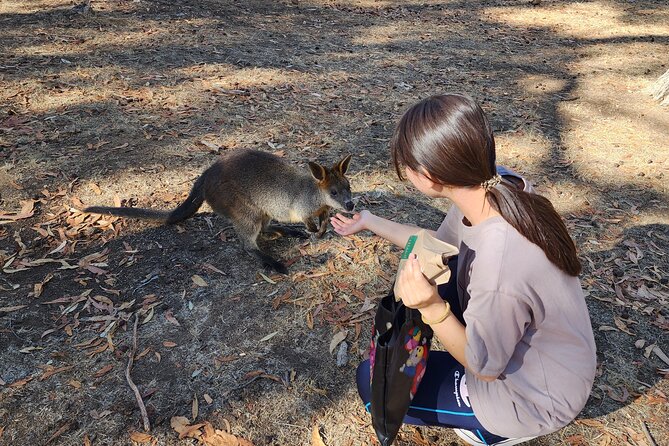 Premium Adelaide Hills Cleland Wildlife and Hahndorf Minibus Tour - How the guide shapes the day