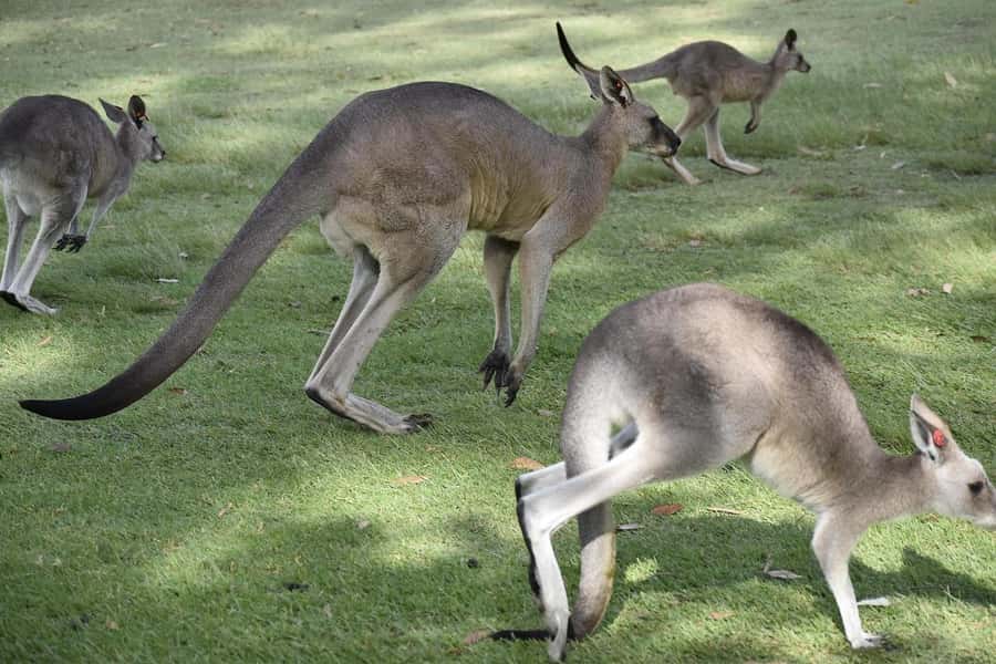 Premium Great Ocean Road Reverse Tour 13Pax Max Hotel PickUP - Guides who shape the day