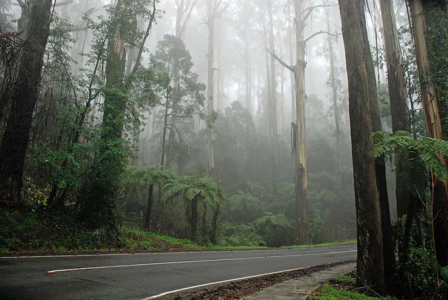 Premium Great Ocean Road Reverse Tour 13Pax Max Hotel PickUP - The Chocolate Factory stop
