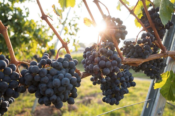 Premium Hunter Valley Wine Tour with Lunch from Sydney - Is €159.25 good value?
