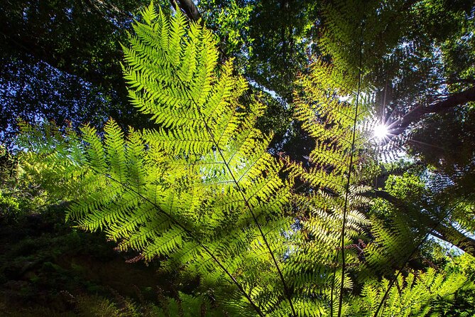 Private Blue Mountains Escape The Crowds Mercedes Tour - What the private guide adds