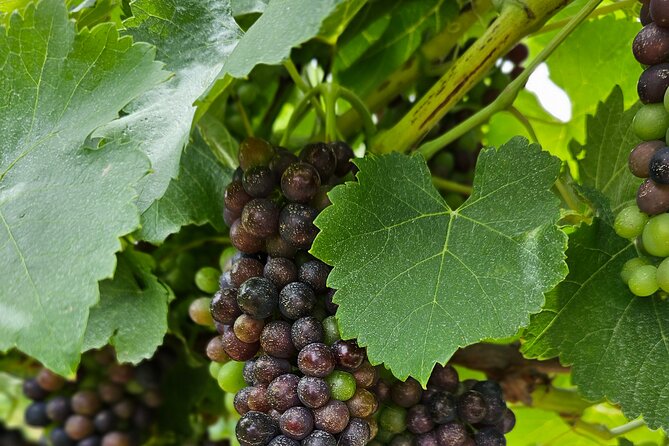 Private Canberra Winery Tour with lunch - Why Canberra wine country works well for a half-day