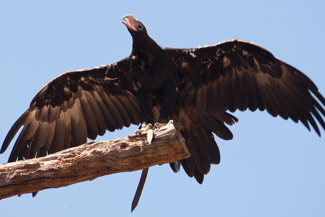 Puffing Billy And Healesville Sanctuary Scenic Tour - Three hours with Australian wildlife at Healesville