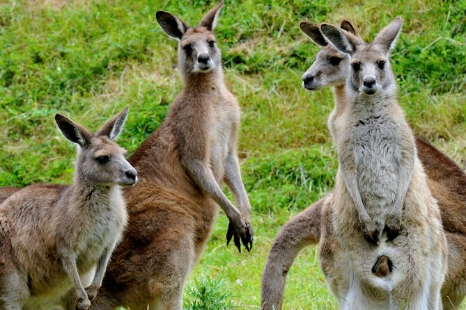 Puffing Billy And Healesville Sanctuary Scenic Tour - What the $163.53 price really covers
