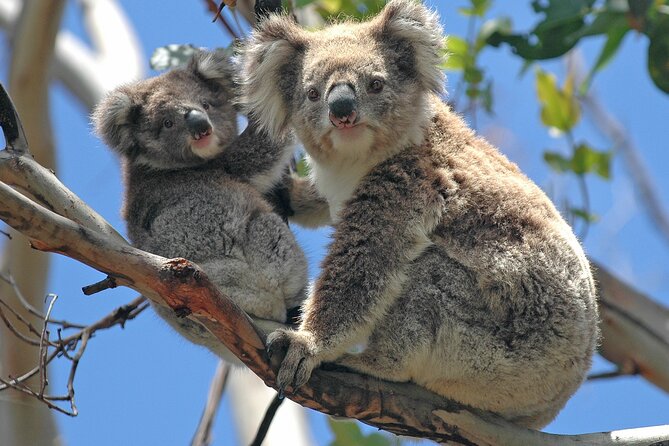 Puffing Billy And Healesville Sanctuary Scenic Tour - The pace, group size, and meeting point