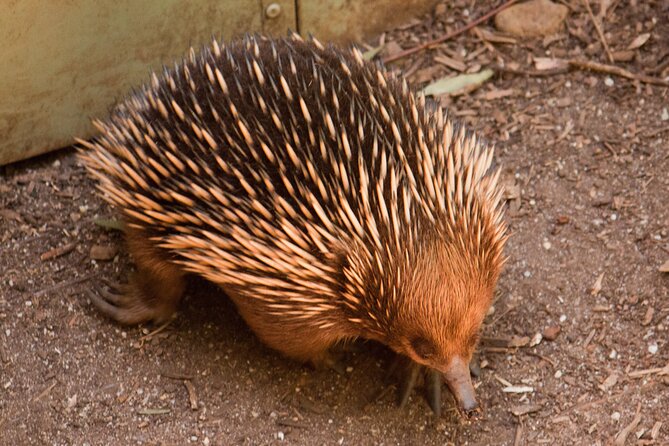 Puffing Billy And Healesville Sanctuary Scenic Tour - Who should book this Melbourne day trip?