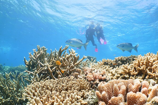 Quicksilver Great Barrier Reef Snorkel Cruise from Port Douglas - Buffet lunch, tea, and onboard comfort