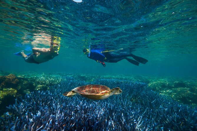 Quicksilver Great Barrier Reef Snorkel Cruise from Port Douglas - A permanent pontoon makes reef access easier