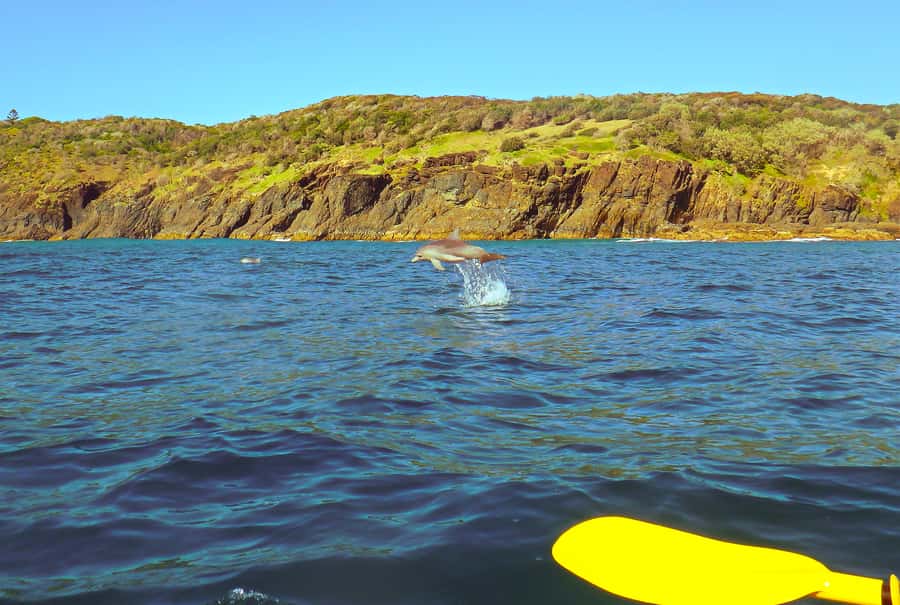 Rainbow Beach: Kayaking with Dolphins and Beach 4WD Tour - A 4WD route into Great Sandy National Park