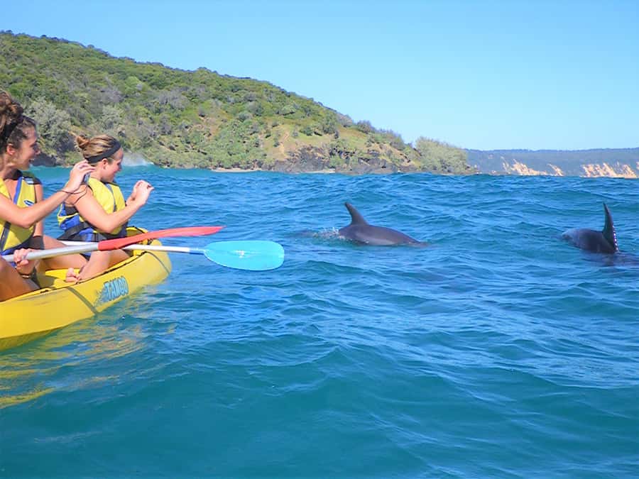 Rainbow Beach: Kayaking with Dolphins and Beach 4WD Tour - Looking for dolphins, turtles, rays, and whales