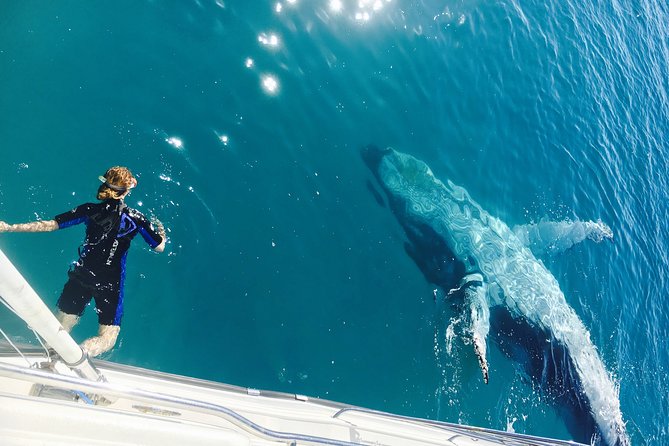 Remote K'gari (Fraser Island) & Whale Experience - Watching humpback whales in Hervey Bay