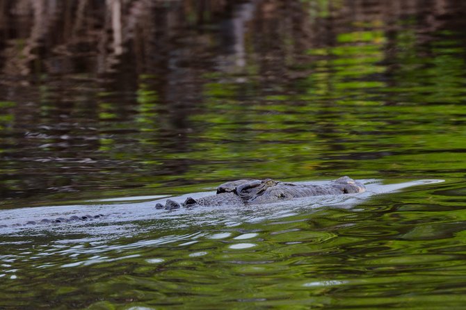 River Cruise - Tide, Weather, and the Best Chance of Seeing a Crocodile