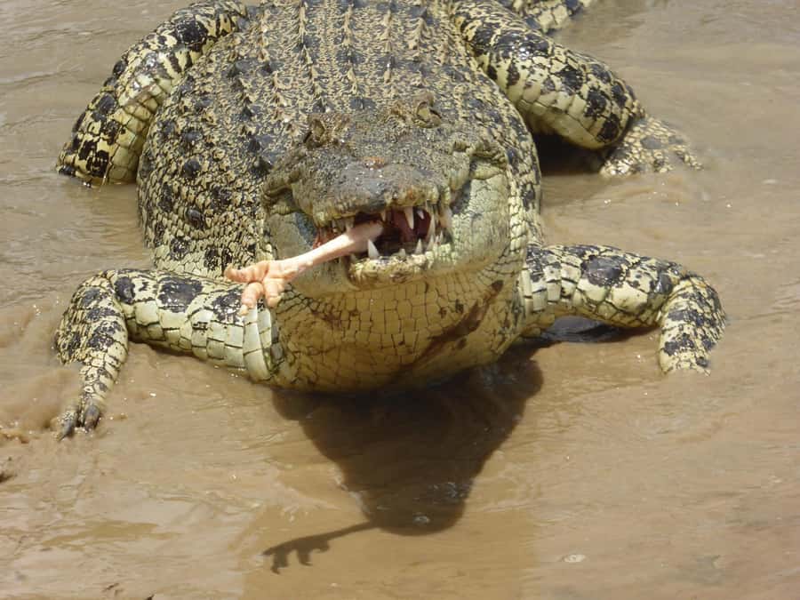 Rockhampton: Koorana Crocodile Farm Guided Tour - The video gives you a useful base before the farm walk
