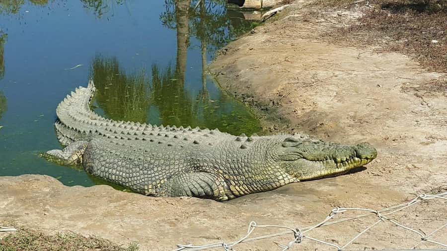 Rockhampton: Koorana Crocodile Farm Guided Tour - The opening talk explains conservation and commercialisation
