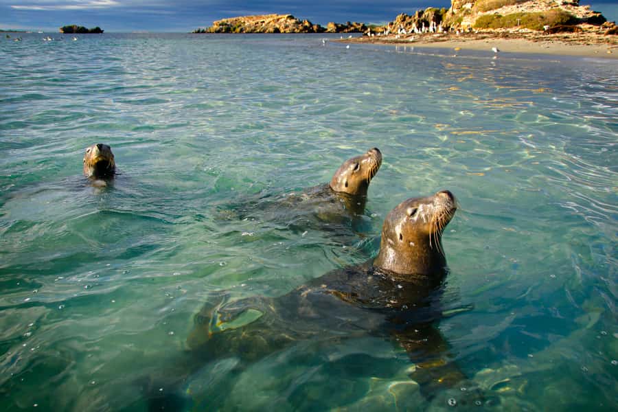 Rockingham: 3 Island Wildlife Snorkeling Cruise with Lunch - Why this Rockingham wildlife cruise is worth considering