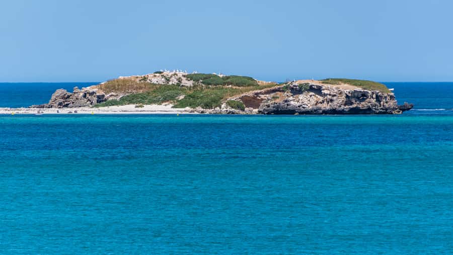 Rockingham: 3 Island Wildlife Snorkeling Cruise with Lunch - Dolphins, pelicans, and birds of prey