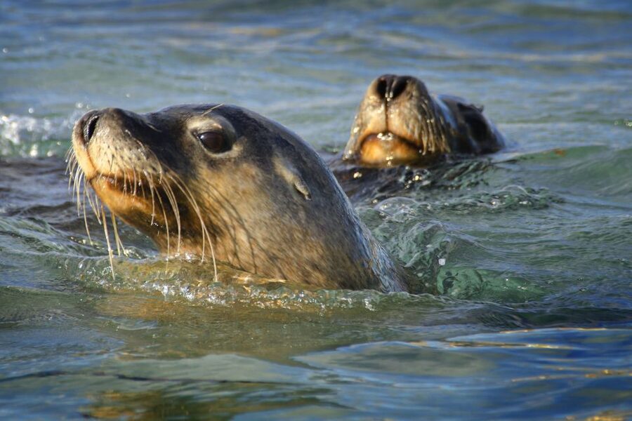 Rockingham: 3 Island Wildlife Snorkeling Cruise with Lunch - Weather, comfort, and who should book