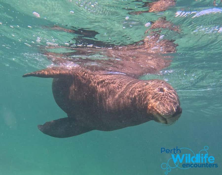 Rockingham: 3 Island Wildlife Snorkeling Cruise with Lunch - How the $164 price measures up