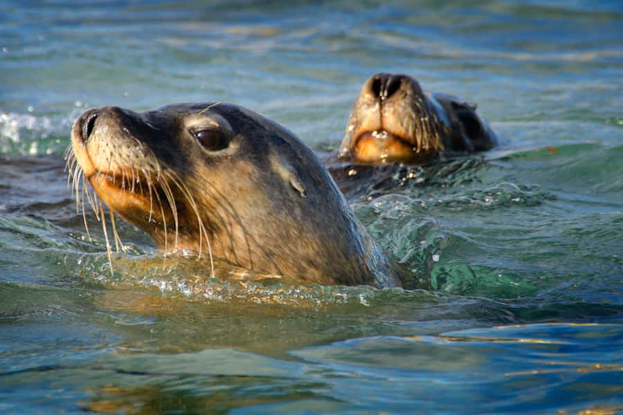 Rockingham: 3 Island Wildlife Snorkeling Cruise with Lunch - Check-in at Penguin Island