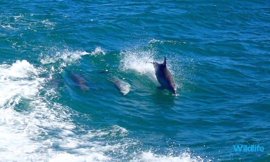 Rockingham: Shoalwater Islands, Dolphins, and Sea Lions Tour - Key points to know before you go
