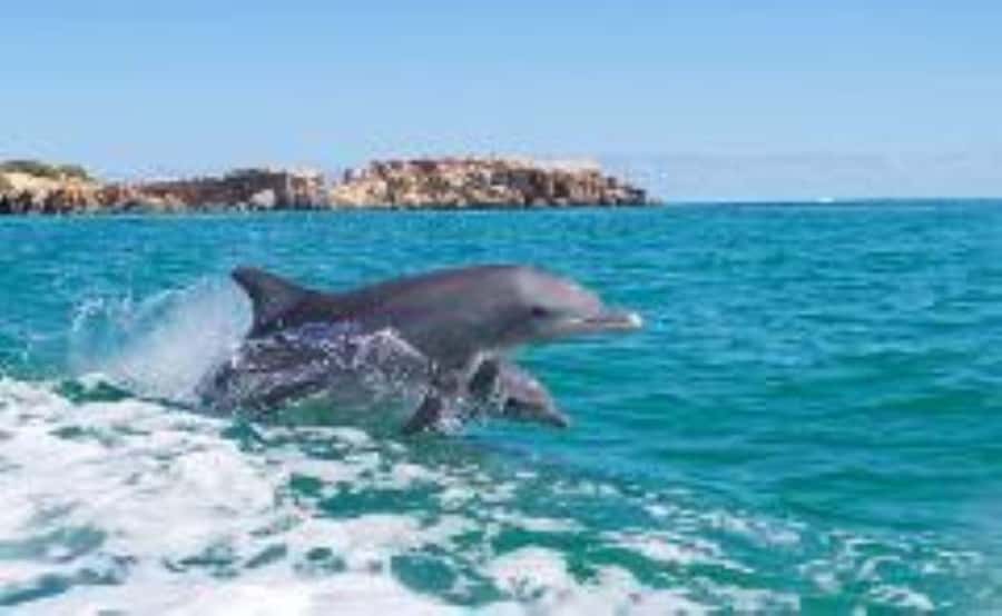 Rockingham: Shoalwater Islands, Dolphins, and Sea Lions Tour - A short cruise with a real wildlife payoff