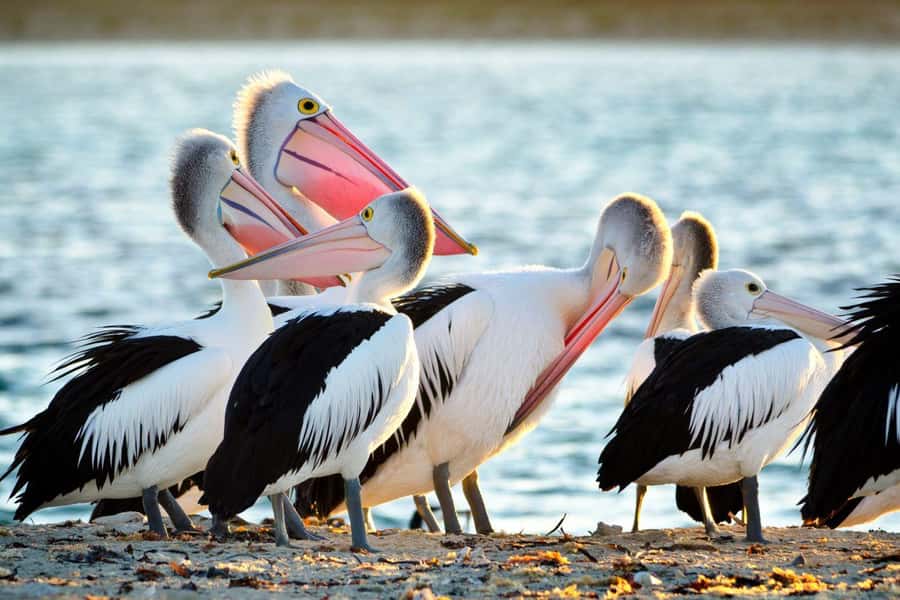 Rockingham: Shoalwater Islands, Dolphins, and Sea Lions Tour - Bird Island and the feathered residents