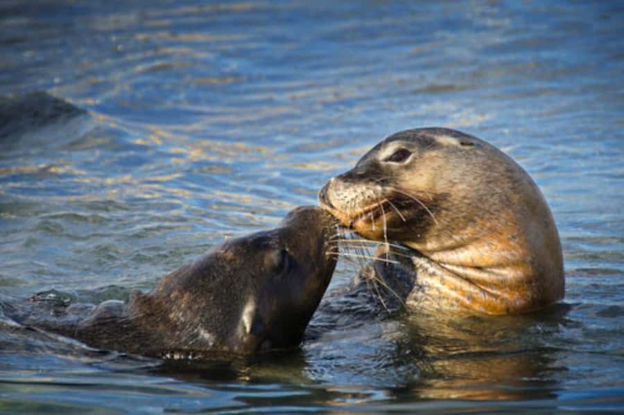 Rockingham: Shoalwater Islands, Dolphins, and Sea Lions Tour - Why the glass-bottom boat label needs context
