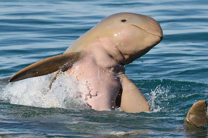 Roebuck Bay Sunset & Snubfin Dolphin Cruise - Searching Roebuck Bay for snubfin dolphins