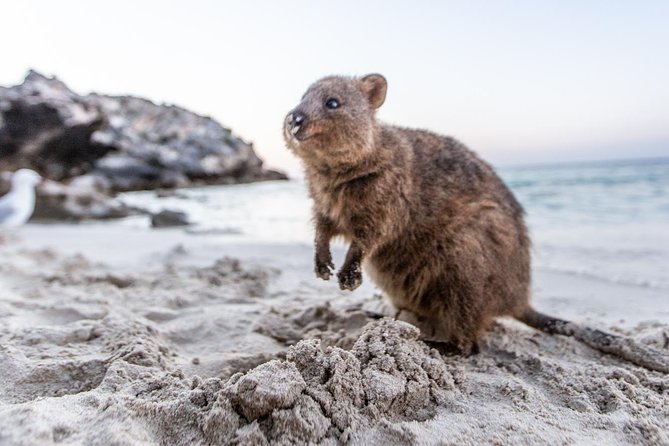 Rottnest Island All-Inclusive Grand Island Tour from Fremantle - Exploring Oliver Hill’s guns and tunnels