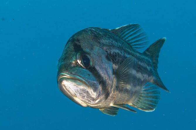 Rottnest Island Boat Dive Day Trip including Lunch - Lunch, drinks, and the value of the $186.48 fare