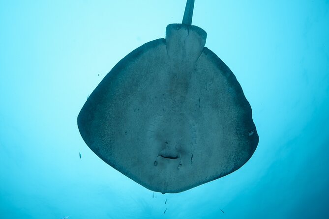 Rottnest Island Boat Dive Day Trip including Lunch - Weather, cancellation, and planning details