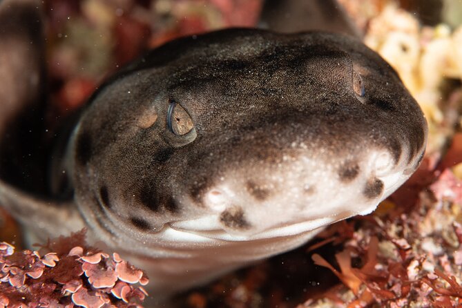 Rottnest Island Boat Dive Day Trip including Lunch - Should you book the Rottnest boat day?
