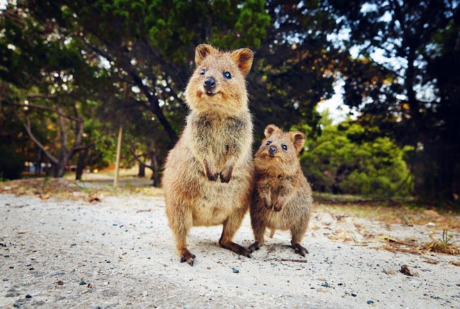 Rottnest Island Deep Dive Day Trips - The value of the $186.48 price