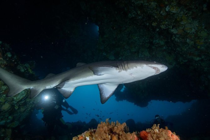Rottnest Island Deep Dive Day Trips - The 8 a.m. departure from Fremantle